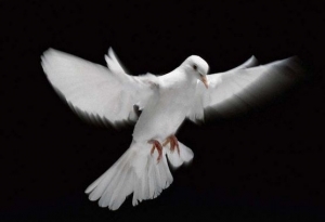 AUGURI PER LA S. PASQUA 2016 della Responsabile Generale